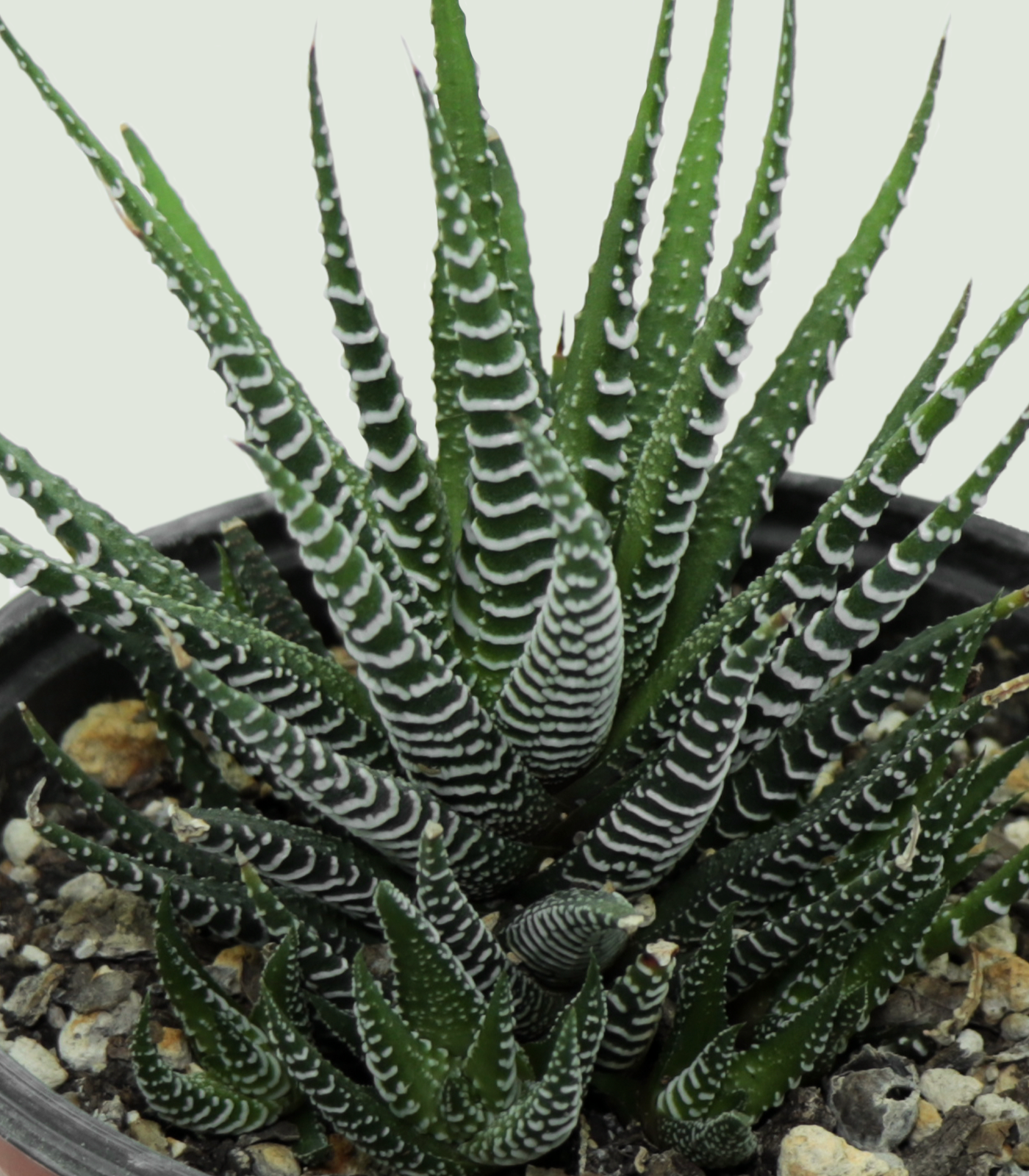 Suculenta Cebra - Image 2